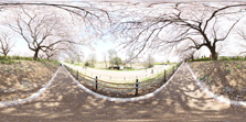 HDRI_Cherry Blossoms_9